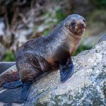 seals, milford sound
