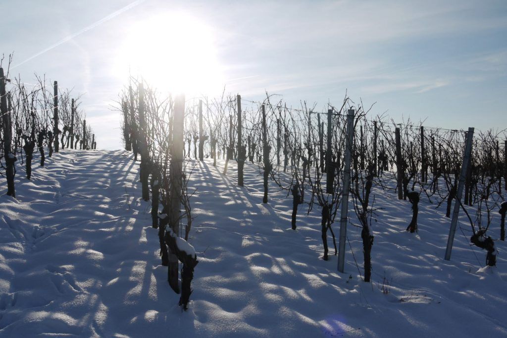 vines, winery