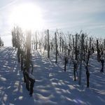 vines, winery