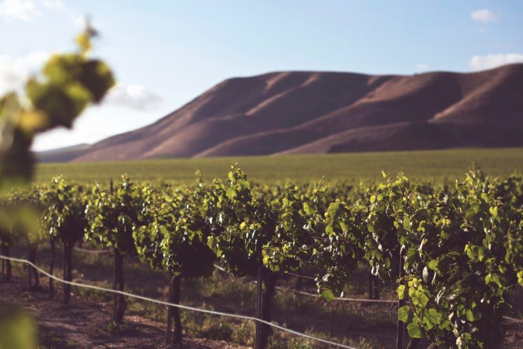 Vineyard